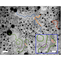 A Gallery of Fluid Motion Samimy， M.? Breuer， K. S.? Leal， L. G.; Steen， P. H. A Gallery of Fluid Motion: Samimy, M., Breuer, K. S., Leal