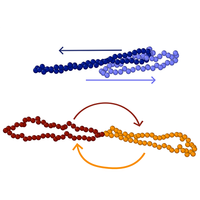Effects of Linking Topology on the Shear Response of Connected Ring ...