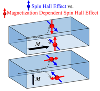 Magnetization-dependent spin Hall effect in a perpendicular magnetized ...