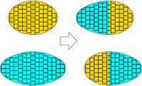Volume and topological invariants of quantum many-body systems | Phys ...