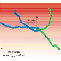 Collective dynamics in active polar polymer assemblies | Phys. Rev ...