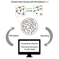 Task Learning through Stimulation-Induced Plasticity in Neural Networks ...