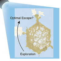 Decision-Making in Light-Trapped Slime Molds Involves Active Mechanical Processes